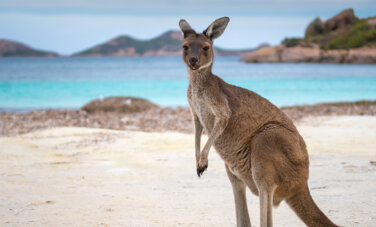 Kangaroo looks on, standing on a beach, clear blue ocean and islands in the background.